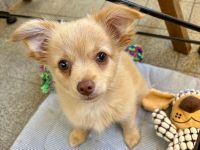 Zauberhafter Chihuahua-Malteser Welpe (Rüde) 11 Wochen alt