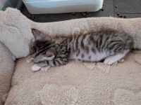Main Coon Mix