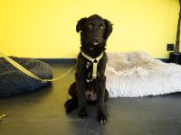 Bambo unser Herzenshund...
