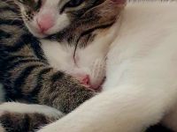 Süße wunderschöne gesunde kleine Kitten/Babykätzchen/Babykatzen