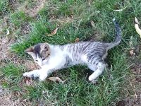 Süße wunderschöne gesunde kleine Kitten