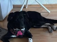 Dringend: Liebes, 8 Monate altes Harzer-Pudel-Mix-Mädchen sucht neues Zuhause