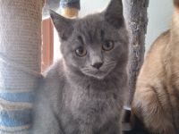 Wunderschöner blauer BKH/Siam-Mix Kater sucht ein liebevolles Zuhause