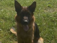 Deutscher Schäferhund Rüde sucht ein neues glückliches Zuhause