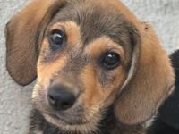 Lenny, geb. ca. 05/2026, lebt in GRIECHENLAND, im städt. Tierheim Serres