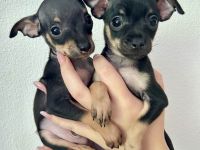 Mini Toy Terrier Welpen von reinrassigen Eltern