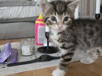 4 kitten abzugeben