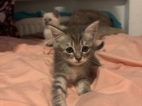 Letztes BKH Ragdoll Kitten Katzen