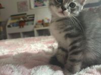 Letztes BKH Ragdoll Kitten Katzen