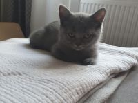 BKH Kater Blue