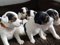 Zuckersüße Parson Russel Terrier Welpen
