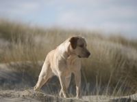 Wunderschöner Labrador Deckrüde bewiesen und getestet