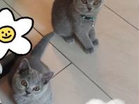 Britisch Kurzhaar Kätzchen Abgabebereit