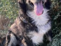Frodo, 01/24 - Ein Herz auf 4 Pfoten