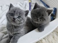 Zuckersüße Britisch kurzhaar Kitten