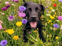 Amber, sucht liebes Für-immer-Zuhause