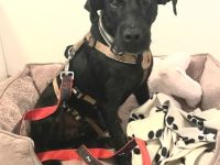 Amber, sucht liebes Für-immer-Zuhause