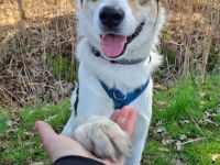 Ozzy auf Pflegestelle in 48268 Greven sucht sein Für-immer-Zuhause