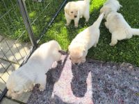 Golden Retriever Welpen