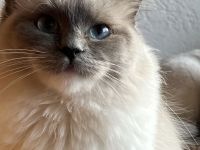 Reinrassige Classic-Ragdoll-Schwestern suchen neues Zuhause