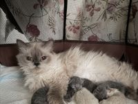 Bkh kitten