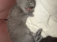 Bkh kitten