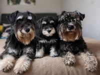 Zwergschnauzer Welpen Schwarz & Silber