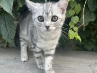 Katze