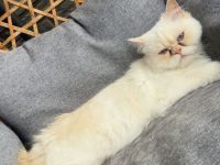 Junge Perser-Ragdoll-Mix Katze 14 Monate sucht liebevolles Zuhause