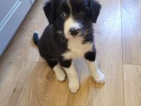 Border Collie Welpen