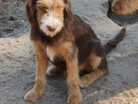 Mischlinge 🐕