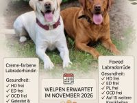 Wurfankündigung November 2026 - Labrador Welpen