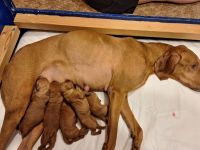 Unsere reinrassigen Magyar Vizsla  Welpen sind geboren