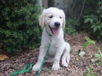 Reinrassiger Golden Retriever Welpe \"Friedel\" (verspielt & verschmust) sucht sein Traumzuhause!