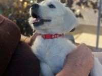 Zuckerschock hoch X: Unsere Golden Retriever Welpen suchen ein Körbchen!