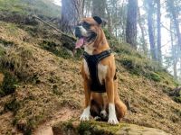 Charmanter und gesunder Deutscher Boxer Deckrüde sucht passende Boxer-Hündin