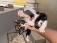 Europäische Kurzhaar, Katze