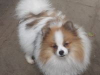Zwergspitz/Pomeranian Rüde