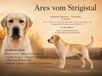 Typvoller Labrador Deckrüde | ZZL | HD/ED-frei | Champion