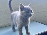 Bkh Kitte Weibchen
