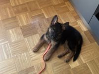 Deutsche Schäferhund Welpe