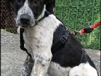 Münsterländer Mix Mädchen Zoe