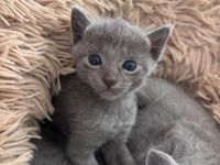 Nur noch 3 Russisch Blau Kitten