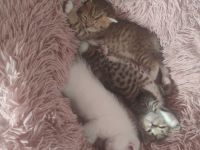 Siam,ragdoll,bkh kitten