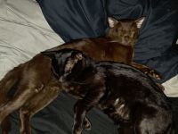 Bombay katzen Brüder