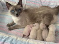 Siamkitten