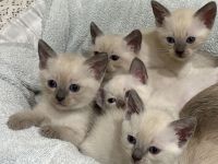 Siam Kitten Reinrassig