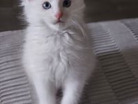 Wunderschöne Mainecoon kitten xxl Abgabebereit