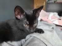 Babykatzen