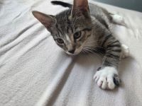 Babykatzen